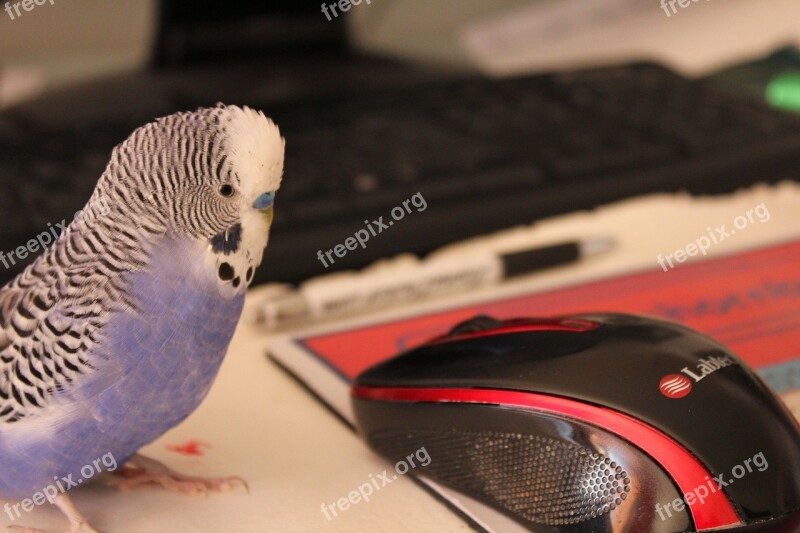 Budgie Blue Parakeet Pet Bird