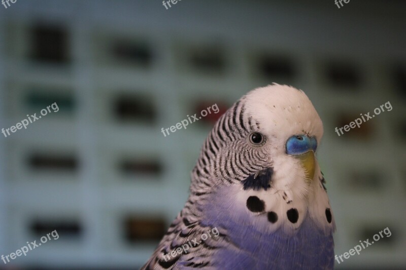 Budgie Blue Parakeet Pet Bird