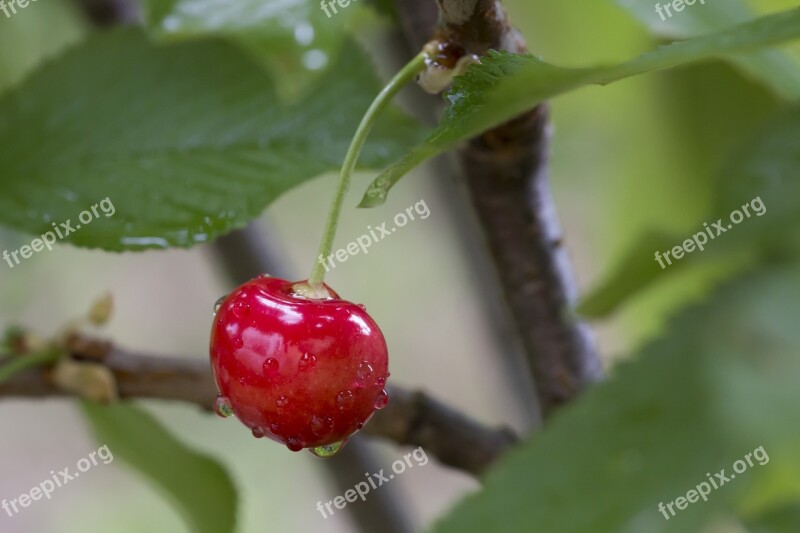 Cherry Dew Drops Cherries Freshness