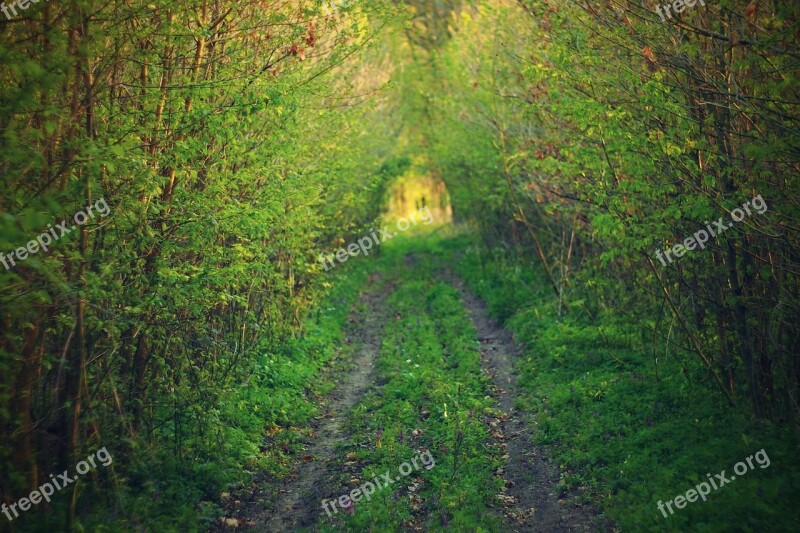 Path Forest Green Forest Road Nature