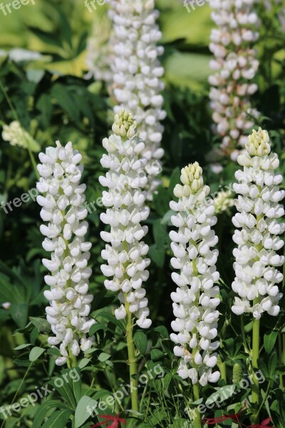 Lupine Flower Nature Summer Outdoors