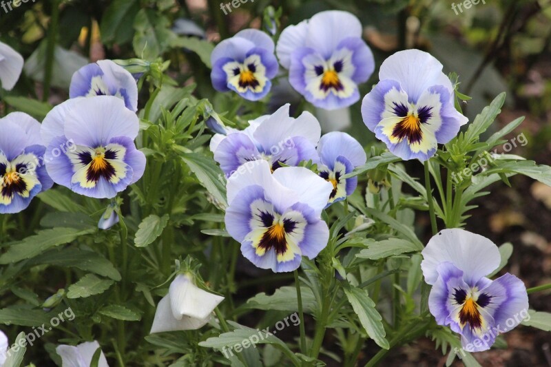 Violet Viola Tricolor Pansies Summer Flowers Garden Flowers