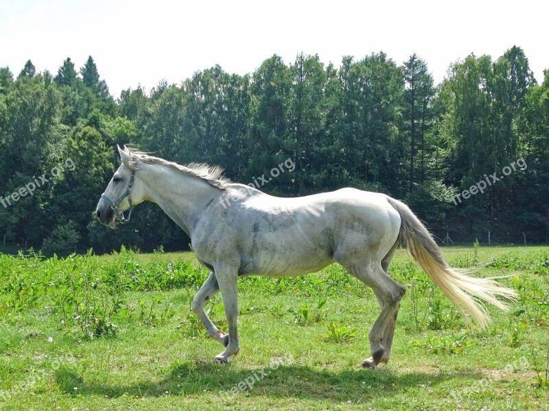 Forest The Horse White Horse Animal Horse