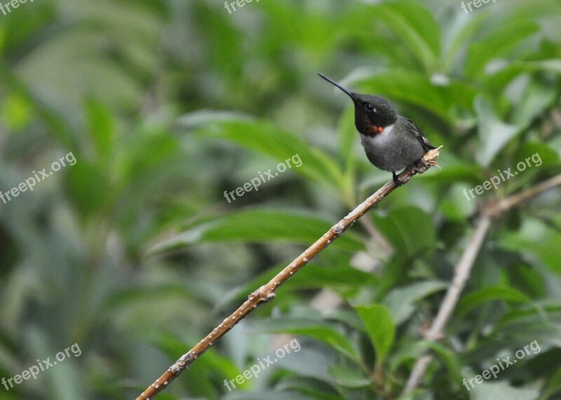 Hummingbird Nature Wildlife Beak West Virginia