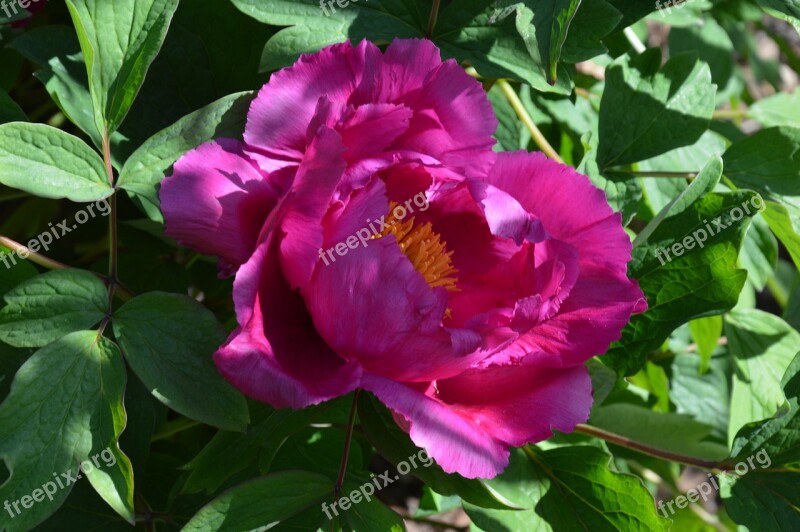 Peony Paeonia Blossom Bloom Flower