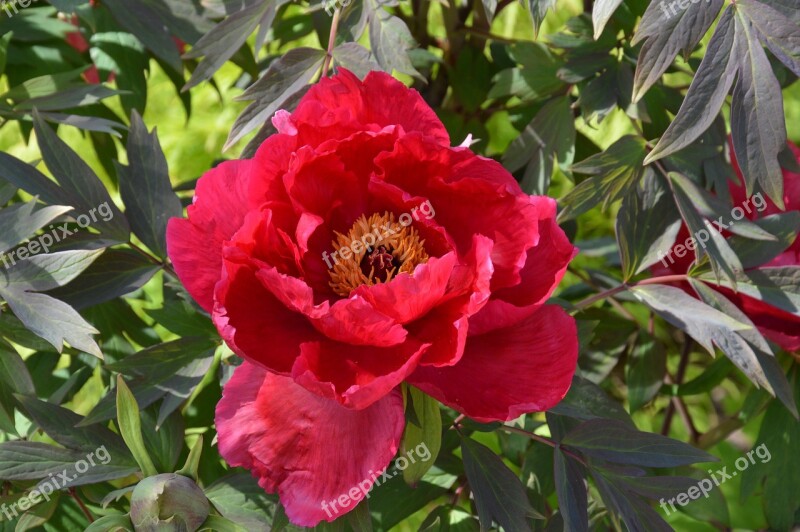 Papaver Poppy Red Poppy Flower Mohngewaechs