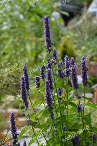 Agastache Blossom Bloom Bees Feed Garden