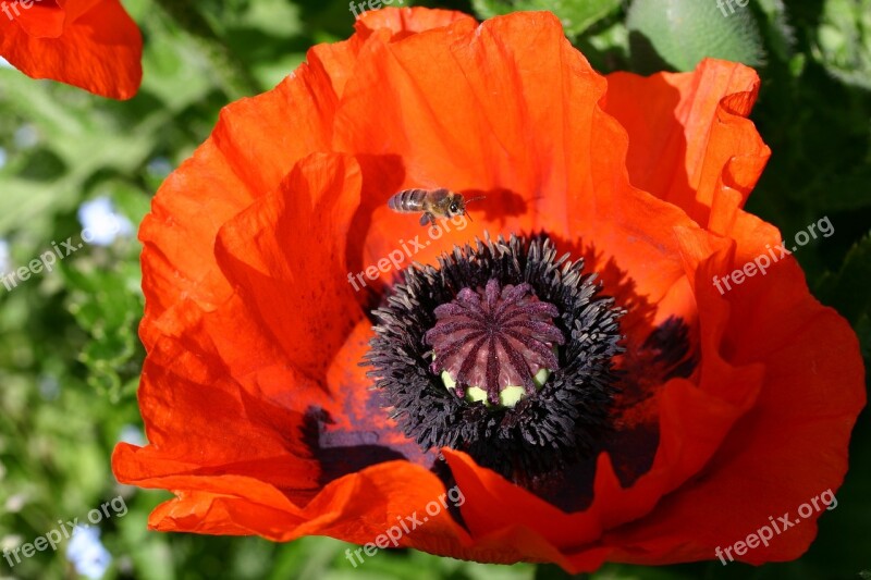 Poppy Close Up Klatschmohn Farbenpracht Garden