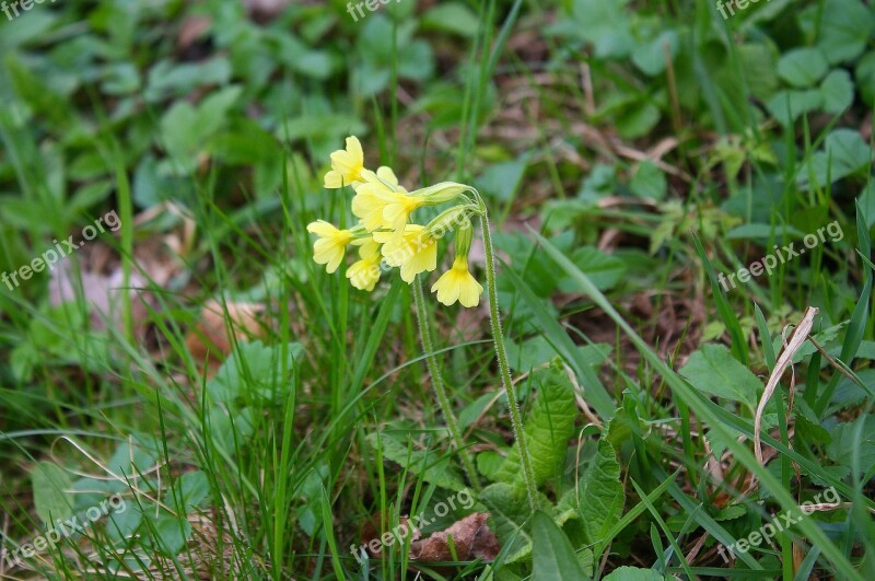 Cowslip Plant Nature Flower Bloom