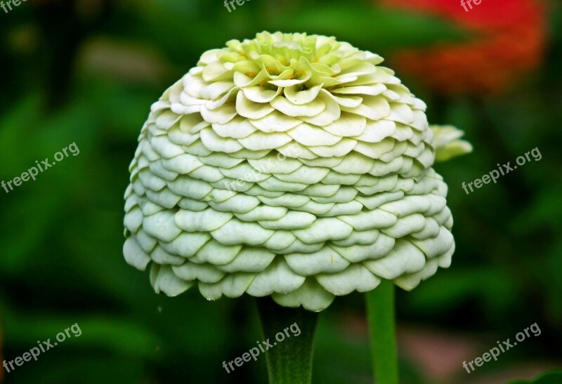 Zinnia Flower Garden Nature Summer