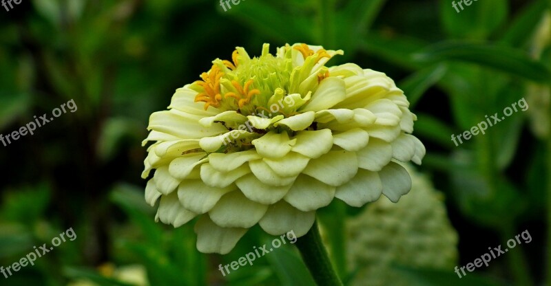 Zinnia Flower Garden Nature Closeup