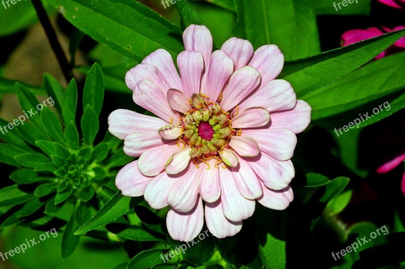 Zinnia Flower Garden Nature Summer