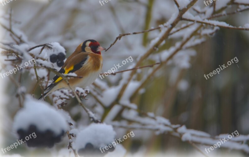 Goldfinch Elegant Bird Snow Winter