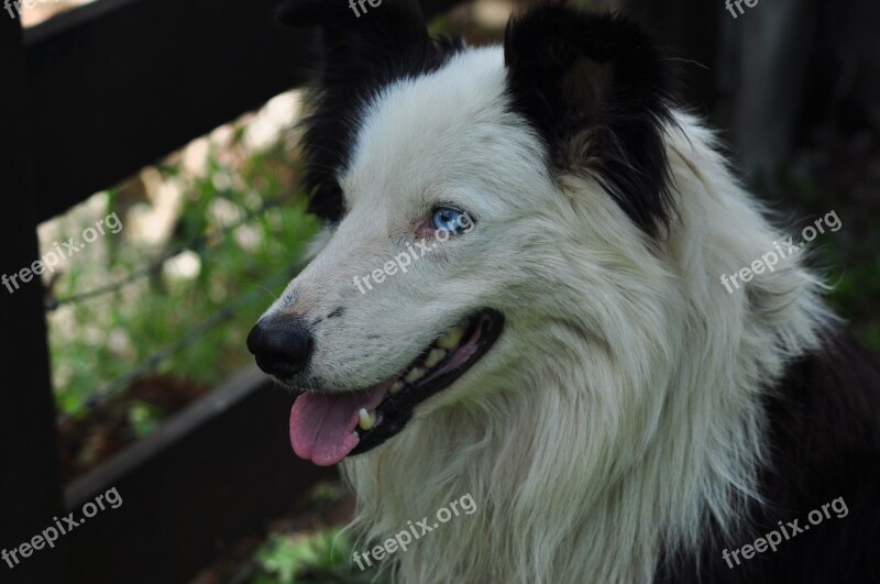 Dog Animal Puppy Border-collie Free Photos