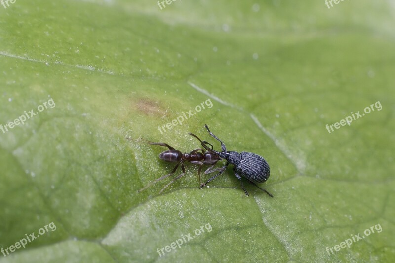 Fight Nature Insect Leaf Ant