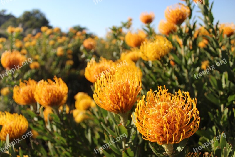 Fynbos South Africa Flowers Plants Nature