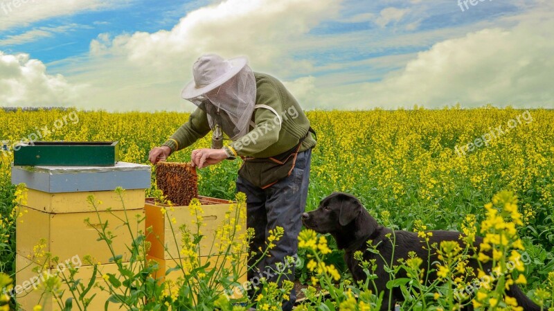 Nature Bees Beekeeper Honey Rapeseed