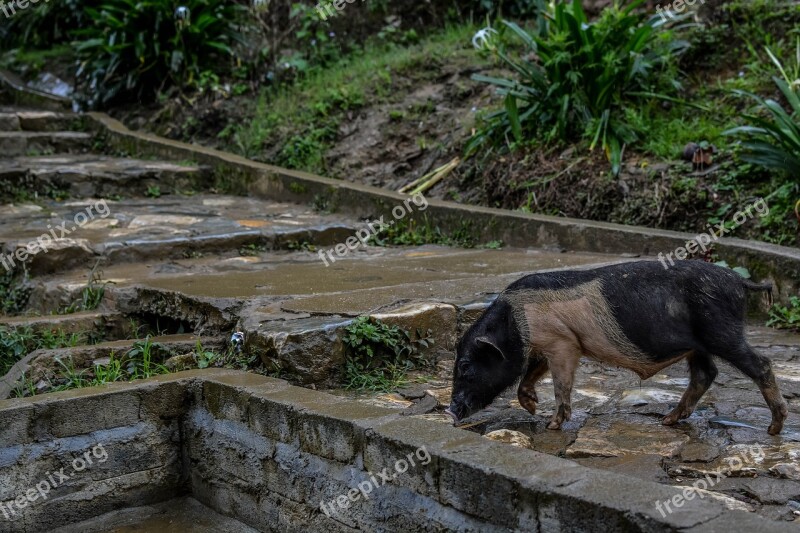 Sapa Natural Animal Mountainous Pig