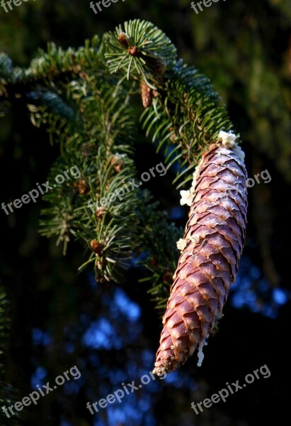 Pine Cones Conifer Seeds Spruce Free Photos