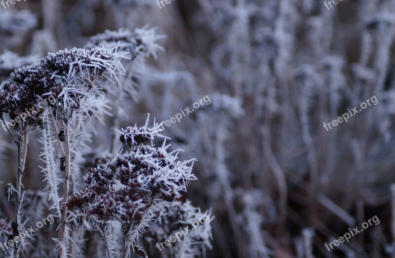 Winter Cold Frost Snow Nature