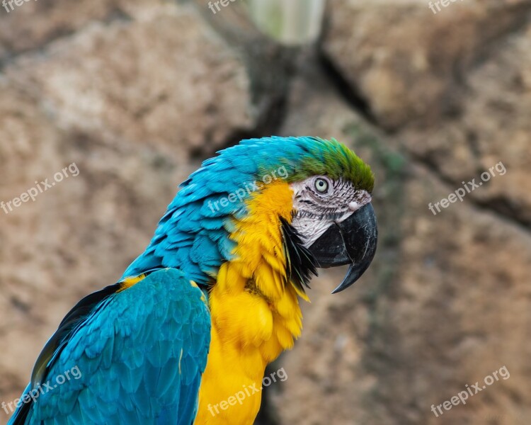 Parrot Macaw Yellow And Blue Macaw Bird Exotic Birds