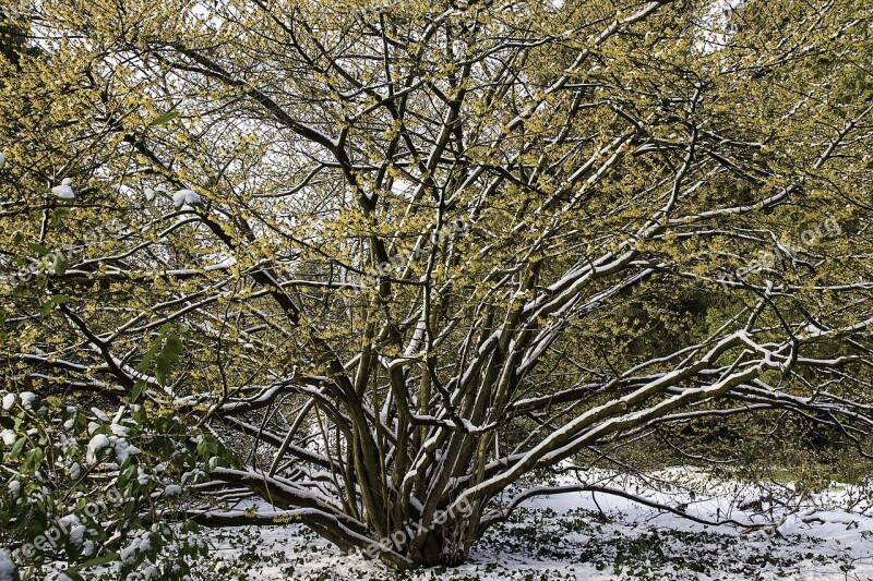 Witch Hazel Hamamelis Yellow Flower Winter