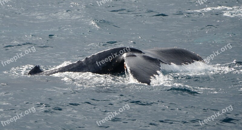 Humpback Whale Blue Ocean Nature