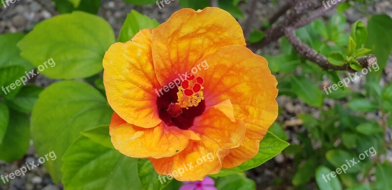 Hibiscus Natural Flower Plant Garden