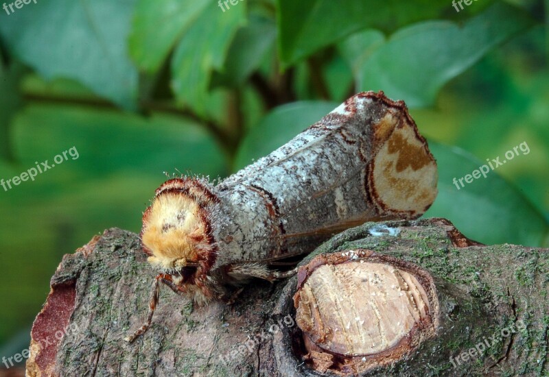 Buff Tip Moth Wing Insect Nature