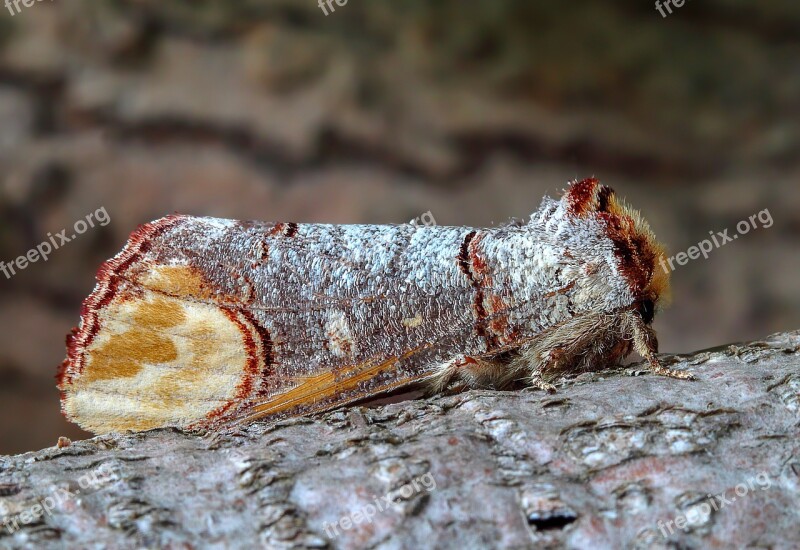 Buff Tip Moth Wing Insect Nature