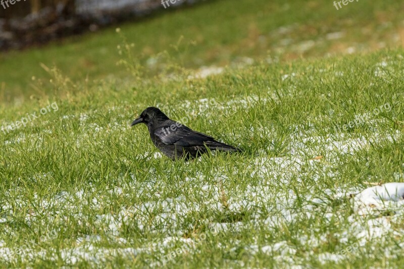 Crow Grass Bird Animal Nature