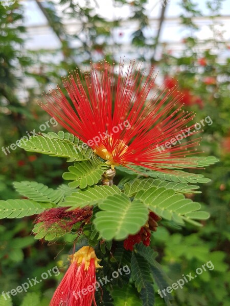 Calliandra Tweedii Powder Puff Shrub Red Brazilian Blossom