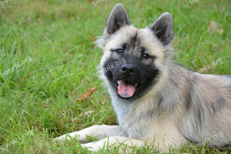 Dog Bitch Dog Eurasier Bitch Nova Animal