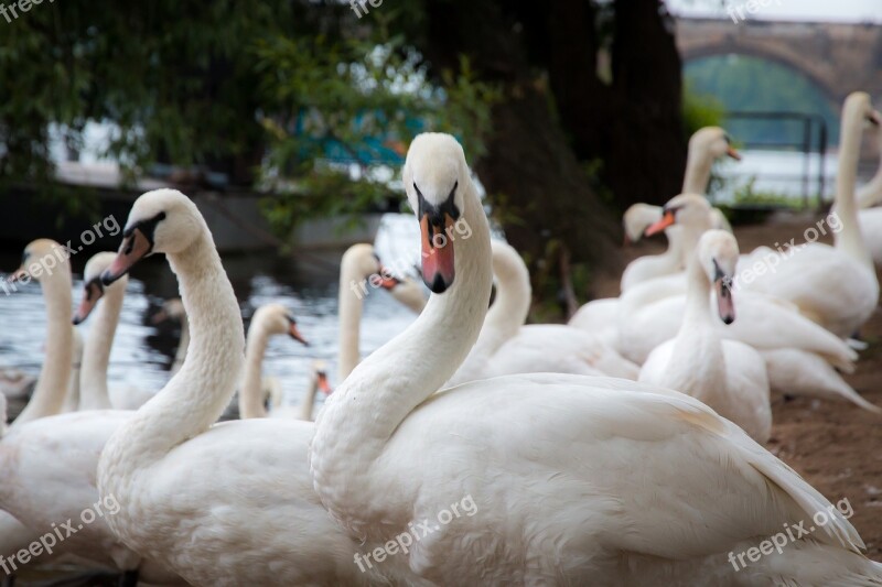 Prague Bird Swan The Vltava River