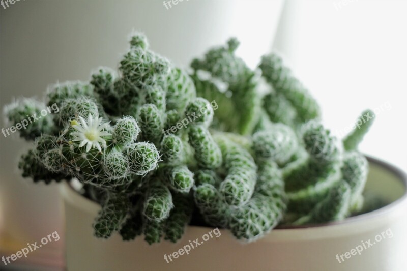 Cactus Flower Bloom Green Scratchy