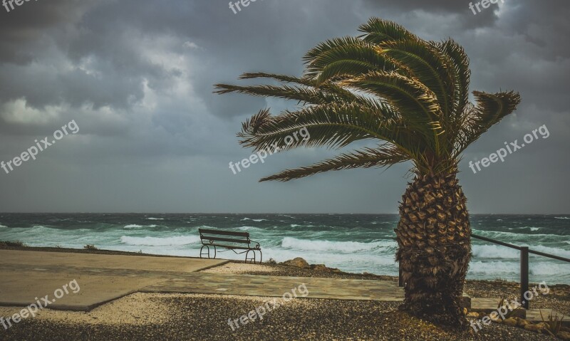 Palm Tree Wind Windy Weather Stormy