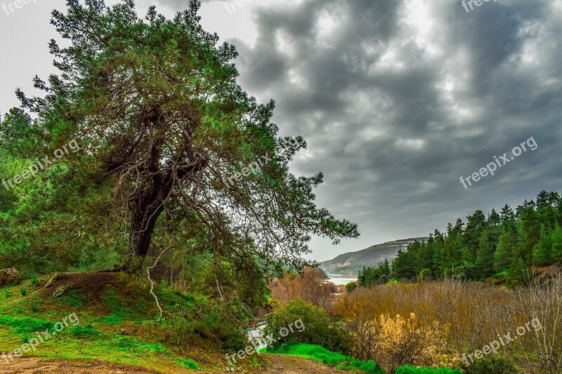 Landscape Tree Mountains Nature Forest