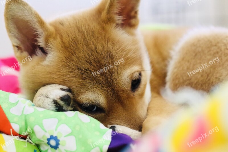 Puppy Shiba Inu Shiba Inu Dog