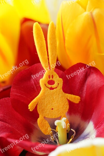 Easter Rabbit Hare Spring Tulip