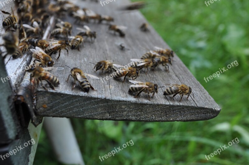 Bees The Hive Bee-keeping Free Photos