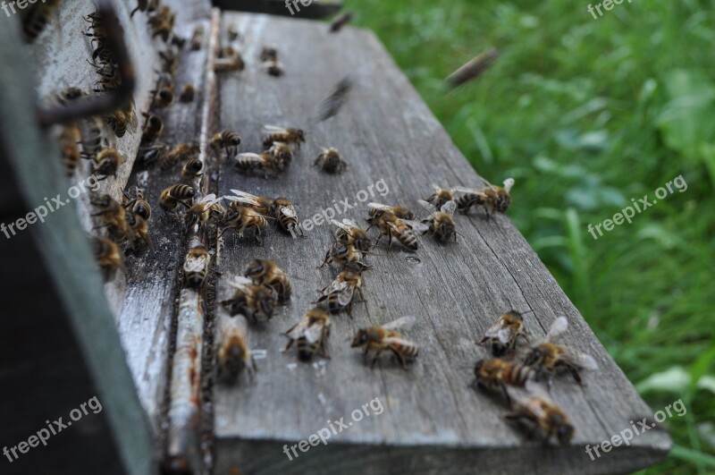 Bees The Hive Bee-keeping Free Photos