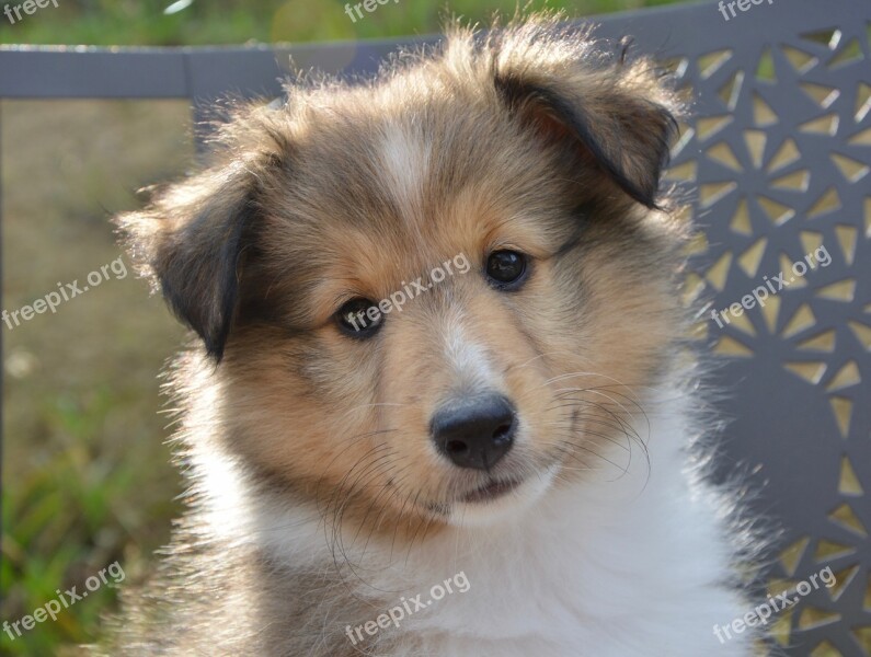 Dog Bitch Shetland Sheepdog Bitch Oubi Pup Bitch Fawn With Black Overlay