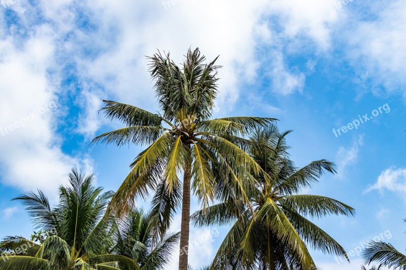 Palma Vietnam Travel Sky Tropical