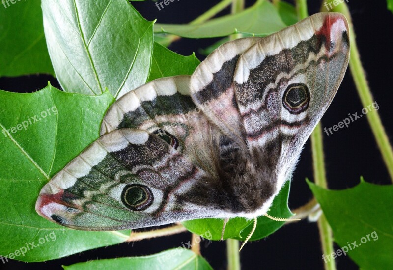 Moth Wings Antenna Female Pattern