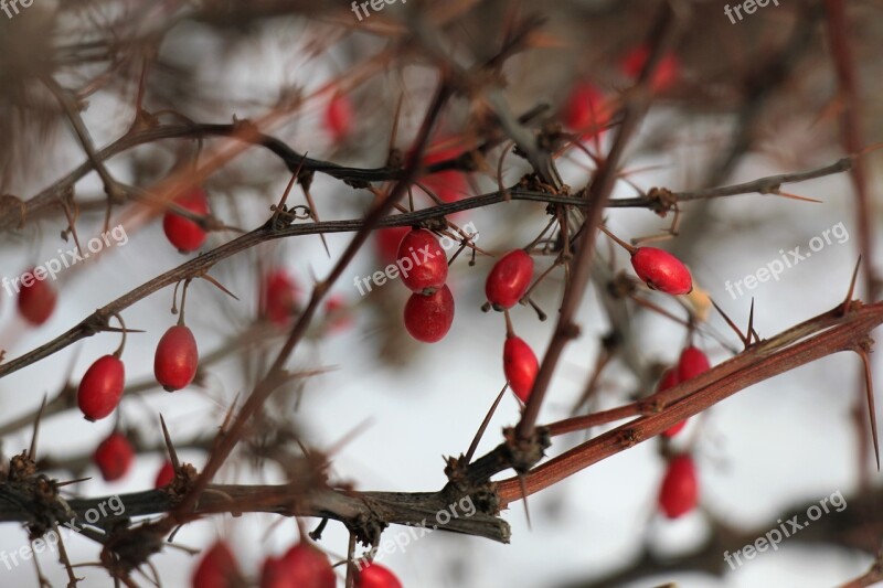 Winter Bush Barberry Berry Branch