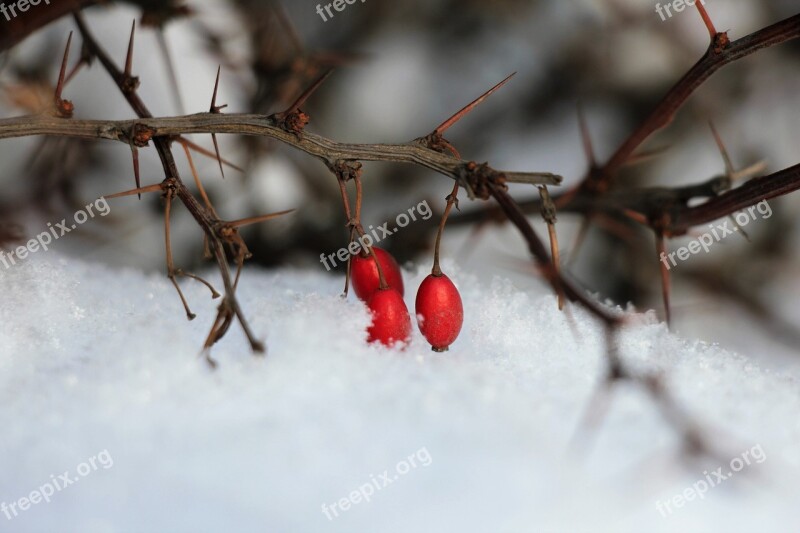 Snow Winter White Barberry Berry