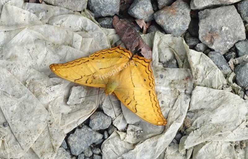 Butterfly Andaman Cruiser Vindula Pallida Insect Fauna