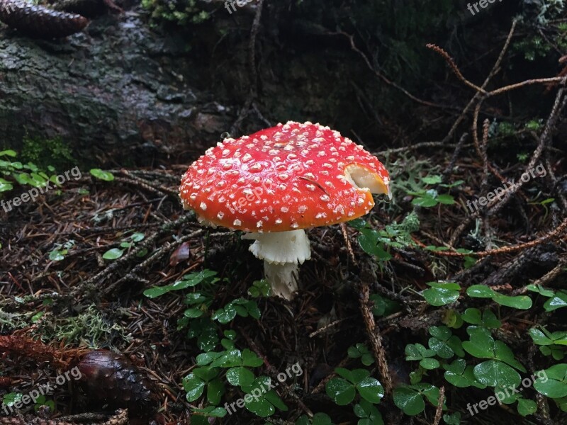 Mushroom Forest Autumn Red Mushrooms