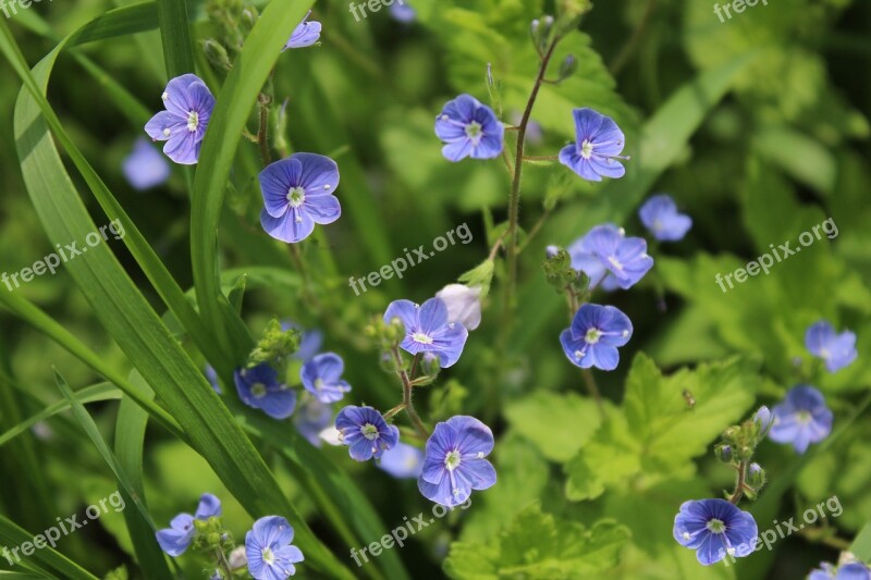 Blue Flowers Veronica Dubravnaya Nature Green Grass Flora