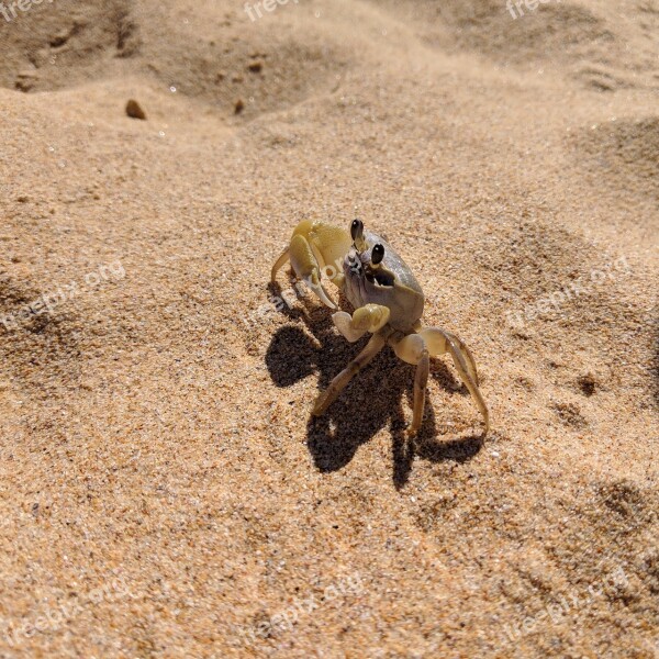 Crab Sand Beach Sea Nature